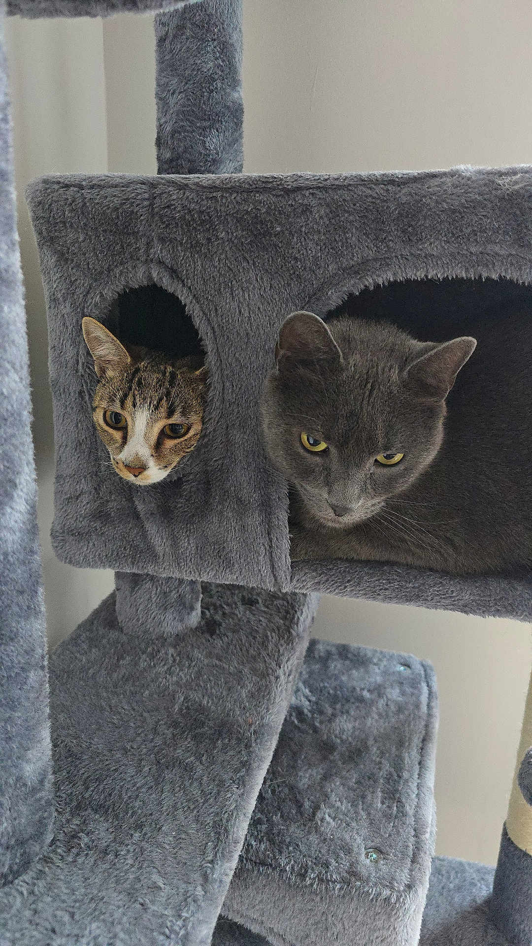 Berlin Y Rocco joined the competition — help win amazing prizes! cat, tabby_cat, gray_cat, cat_condo, cat_tree, pet, indoor, feline, curious, cozy, animal, fur, ears, whiskers, resting, home, cute, compartment, play_structure, looking