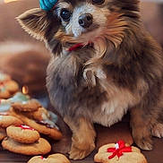 Rabbit joined the competition — help win amazing prizes! adorable, brown_fur, closeup, cookies, cute, decorated_cookies, dog, festive, fluffy, gingerbread, hat, holiday, indoor, knit_hat, nice, pet, red_bow, small_dog, table, wooden_table