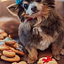adorable, brown_fur, closeup, cookies, cute, decorated_cookies, dog, festive, fluffy, gingerbread, hat, holiday, indoor, knit_hat, nice, pet, red_bow, small_dog, table, wooden_table