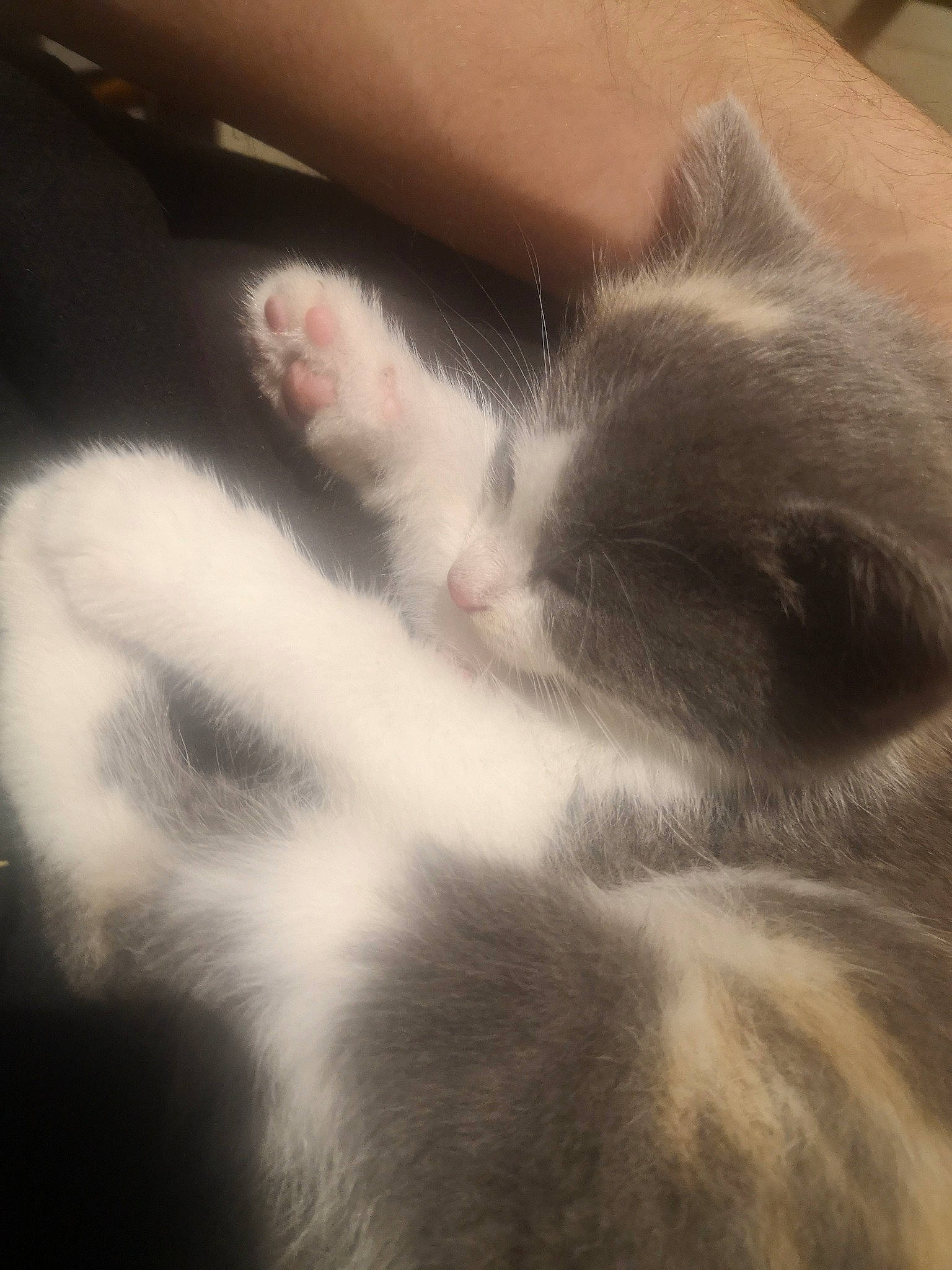 Grizette a rejoint le concours — aidez-le/la à gagner de superbes lots ! carnivore, cat, claw, cloud, comfort, domestic_short_haired_cat, felidae, fur, grey, head, metal, meteorological_phenomenon, nap, paw, sky, sleep, small_to_medium_sized_cats, snout, tail, whiskers