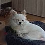 dog, small_dog, white_dog, sleeping, resting, pet_bed, cushion, indoor, floor, cozy, quiet, calm, fur, ears, animal, companion, domestic_animal, sleep, relaxation, cute
