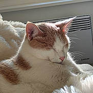 Twist participe au concours pour gagner de l'argent avec cette photo : cat, sleeping, fur, white, orange, fluffy, cozy, blanket, indoor, sunlight, pet, relaxing, whiskers, closeup, cute, animal, resting, window, warm, soft