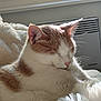 cat, sleeping, fur, white, orange, fluffy, cozy, blanket, indoor, sunlight, pet, relaxing, whiskers, closeup, cute, animal, resting, window, warm, soft