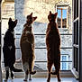 cat, window, windowsill, curious, standing, tail, feline, indoor, sunlight, shadow, building, wall, open_window, three_cats, pets, domestic_animal, looking_out, black_and_white_cat, orange_cat, tabby_cat