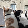 Twist a rejoint le concours — aidez-le/la à gagner de superbes lots ! cat, cats, brown_and_white_cat, black_and_white_cat, pets, curious, looking_up, window, stone_wall, outdoor, animal, feline, fur, whiskers, ears, collar, ledges, daylight, companions, close_up