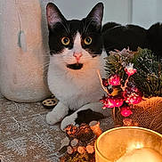 Pearl a rejoint le concours — aidez-le/la à gagner de superbes lots ! cat, black_and_white_cat, candle, pine_cones, holiday_decor, berries, tablecloth, vase, flowers, greenery, indoor, pet, cute, feline, decorations, warm_light, cozy, festive, still_life, animal