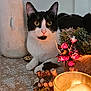 cat, black_and_white_cat, candle, pine_cones, holiday_decor, berries, tablecloth, vase, flowers, greenery, indoor, pet, cute, feline, decorations, warm_light, cozy, festive, still_life, animal