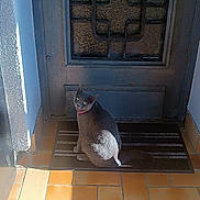 Baba a rejoint le concours — aidez-le/la à gagner de superbes lots ! cat, gray_cat, door, doormat, floor_tiles, sunlight, shadow, collar, pet, animal, sitting, looking_back, outdoor, home_entrance, curious, texture, striped, wall, tile_floor, daylight