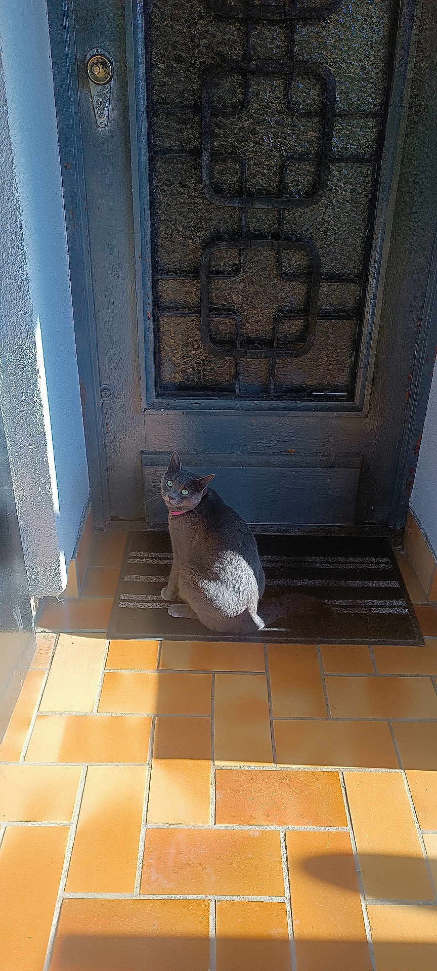 Baba a rejoint le concours — aidez-le/la à gagner de superbes lots ! cat, gray_cat, door, doormat, floor_tiles, sunlight, shadow, collar, pet, animal, sitting, looking_back, outdoor, home_entrance, curious, texture, striped, wall, tile_floor, daylight