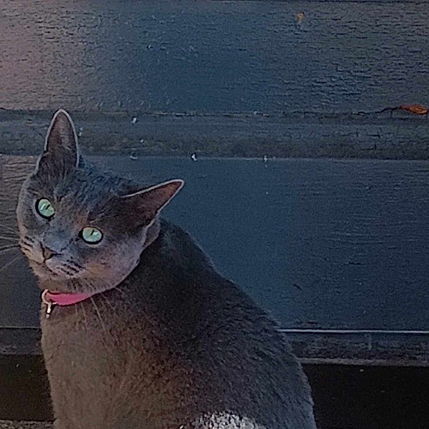 Baram participe au concours pour gagner de l'argent avec cette photo : animal, cat, curious, cute, domestic_cat, doorstep, feline, fur, gray_cat, green_eyes, looking_back, mammal, outdoor, pet, pink_collar, portrait, shadow, sitting, sunlight, whiskers