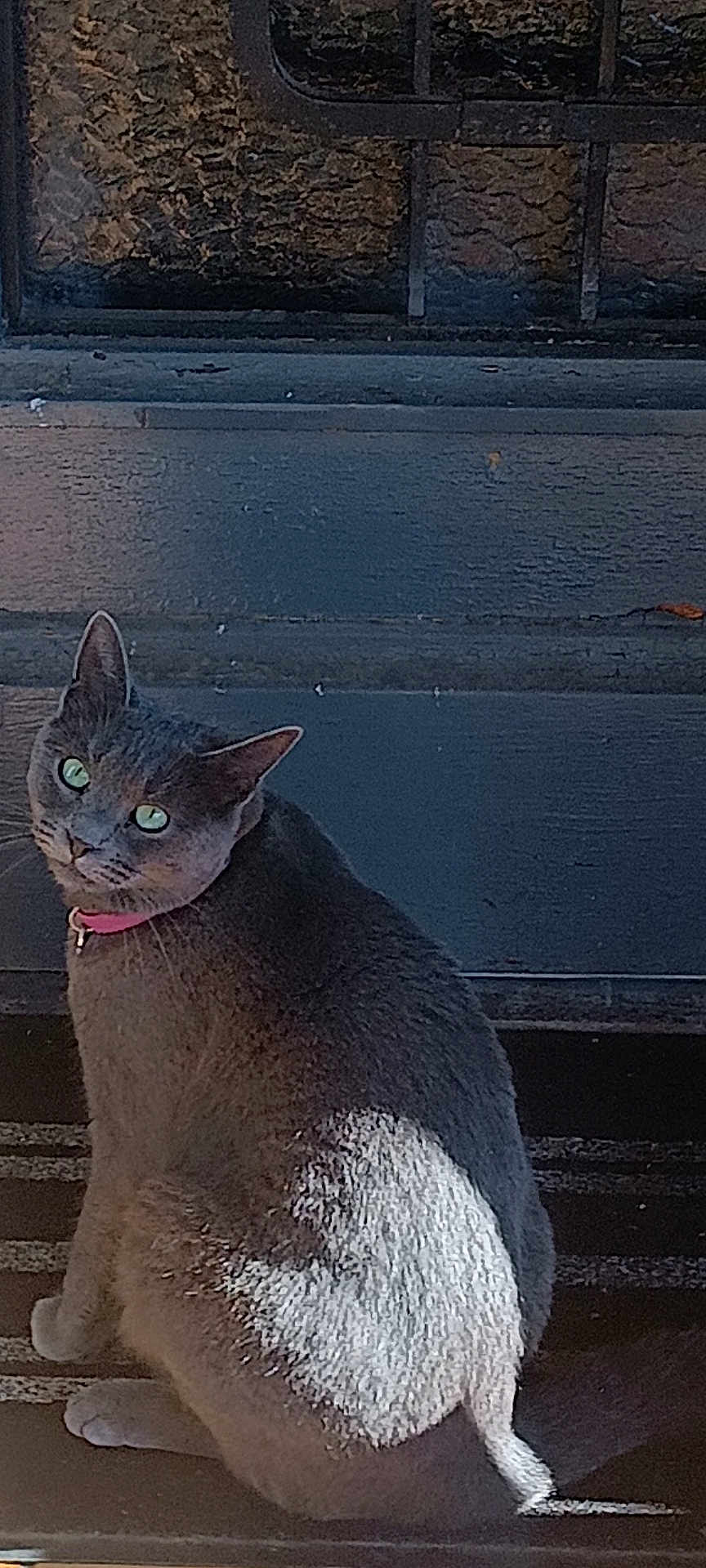 Baram participe au concours pour gagner de l'argent avec cette photo : animal, cat, curious, cute, domestic_cat, doorstep, feline, fur, gray_cat, green_eyes, looking_back, mammal, outdoor, pet, pink_collar, portrait, shadow, sitting, sunlight, whiskers