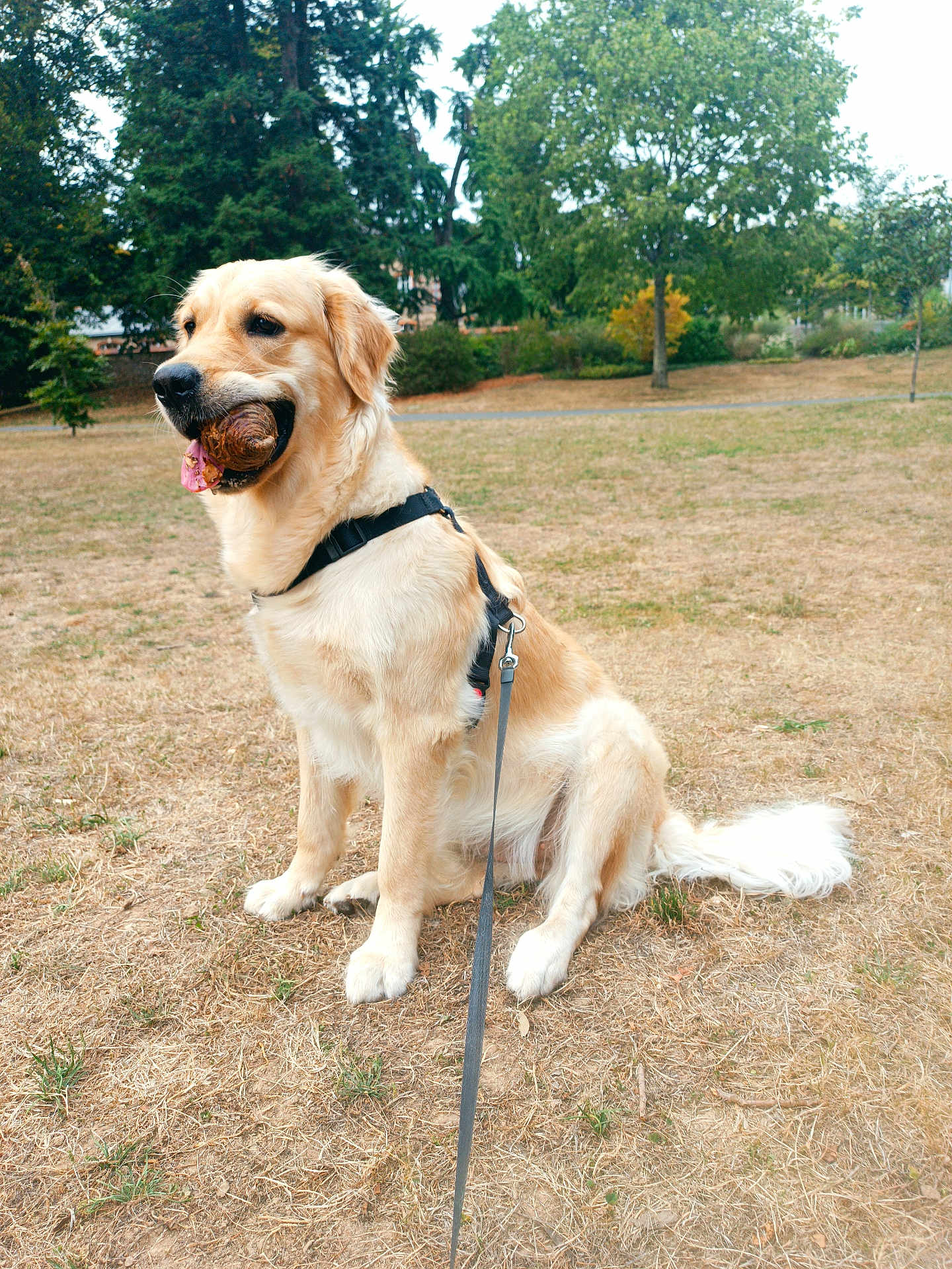 Vegas a rejoint le concours — aidez-le/la à gagner de superbes lots ! dog, golden_retriever, ball, park, leash, grass, trees, outdoor, pet, animal, sitting, playful, fur, canine, nature, daytime, leafy, happy, retriever, exercise