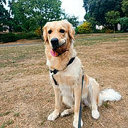 Vegas a rejoint le concours — aidez-le/la à gagner de superbes lots ! dog, golden_retriever, leash, toy, tongue_out, sitting, park, grass, trees, outdoor, pet, canine, animal, happy, nature, playful, summer, daytime, fur, muzzle