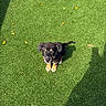 Waylon joined the competition — help win amazing prizes! puppy, dog, black_dog, tan_paws, grass, artificial_turf, outdoor, sunlight, shadow, pet, young_dog, curious, sitting, looking_up, playful, small_dog, canine, animal, nature, green_background
