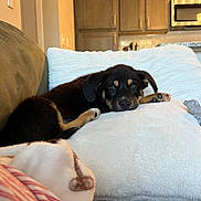 Waylon is registered to the contest to win money with this photo: puppy, dog, couch, pillow, indoor, home, kitchen, furniture, relaxing, sleepy, pet, animal, brown, black, cozy, blanket, living_room, domestic, cute, resting