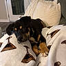 Waylon joined the competition — help win amazing prizes! puppy, dog, blanket, indoor, cozy, cute, pet, resting, fur, black_and_tan, couch, living_room, soft, ears, paw, collar, relaxed, home, sleepy, comfort