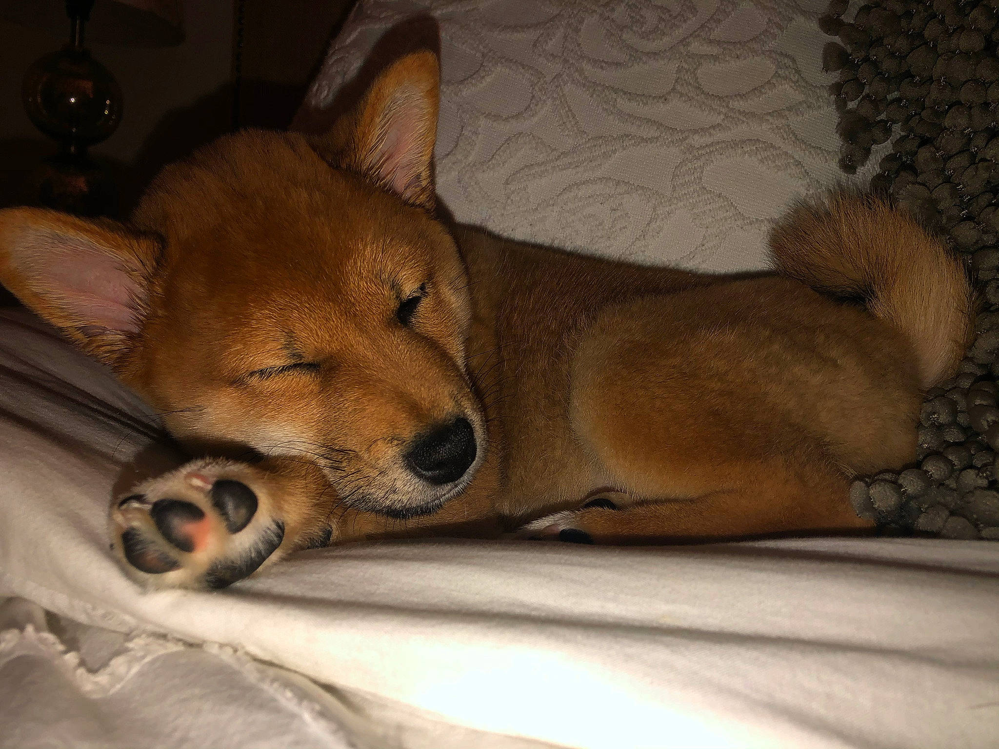 Simba is registered to the contest to win money with this photo: ancient_dog_breeds, canidae, canis, carnivore, comfort, companion_dog, dingo, dog, dog_breed, fawn, fur, nap, non_sporting_group, puppy, snout, spitz, sporting_group, terrestrial_animal, whiskers, wildlife