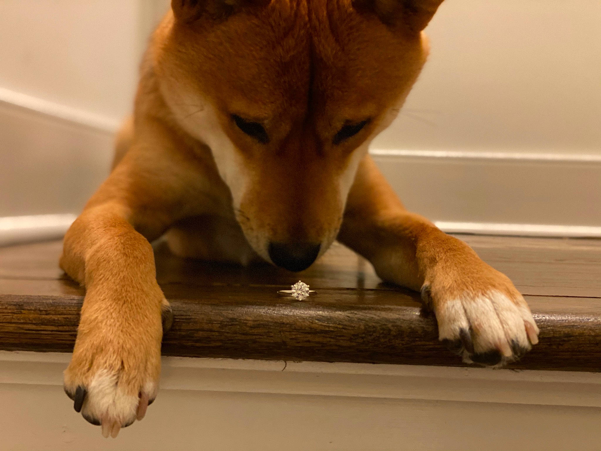 Simba joined the competition — help win amazing prizes! ancient_dog_breeds, canidae, canis, carnivore, comfort, companion_dog, dog, dog_breed, fawn, fur, hardwood, paw, snout, spitz, sporting_group, tail, terrestrial_animal, whiskers, wood, working_animal