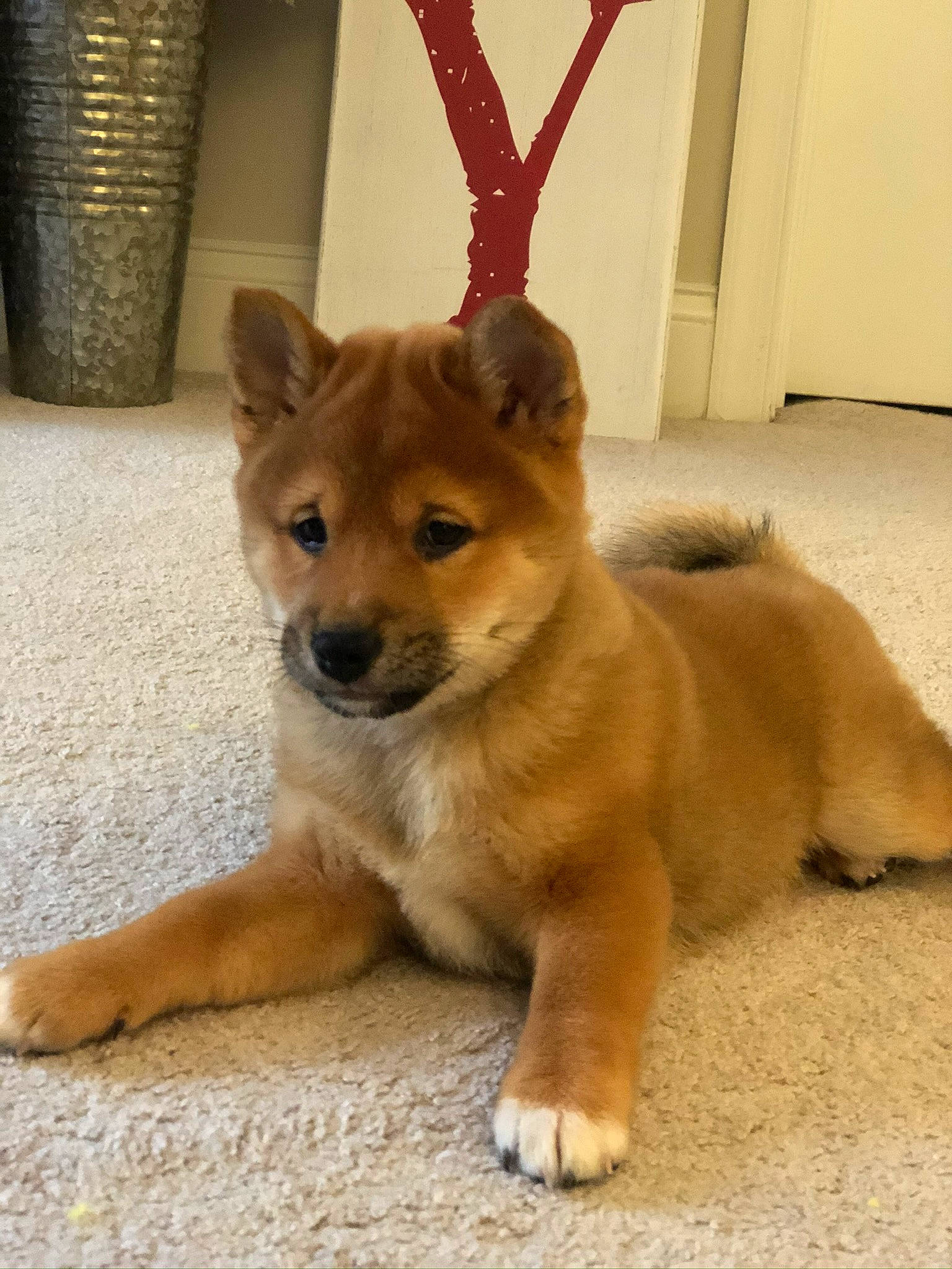 Simba joined the competition — help win amazing prizes! ancient_dog_breeds, canidae, carnivore, collar, companion_dog, corgi_chihuahua, dingo, dog, dog_breed, dog_supply, fawn, flooring, fur, snout, spitz, sporting_group, tail, terrestrial_animal, wood, working_animal