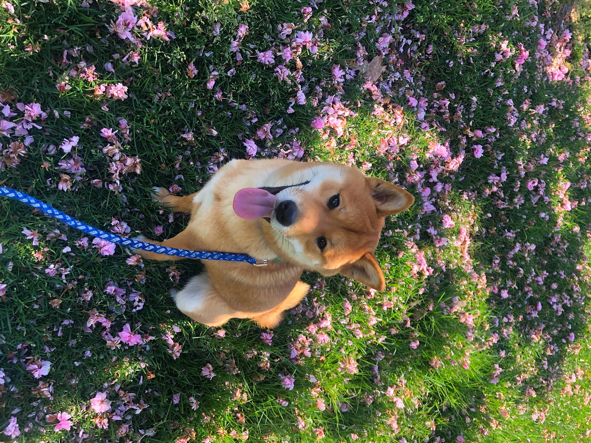 Simba joined the competition — help win amazing prizes! annual_plant, botany, carnivore, companion_dog, dog, dog_breed, fawn, flower, flowering_plant, grass, groundcover, people_in_nature, petal, pink, plant, purple, shrub, sporting_group, tail, toy
