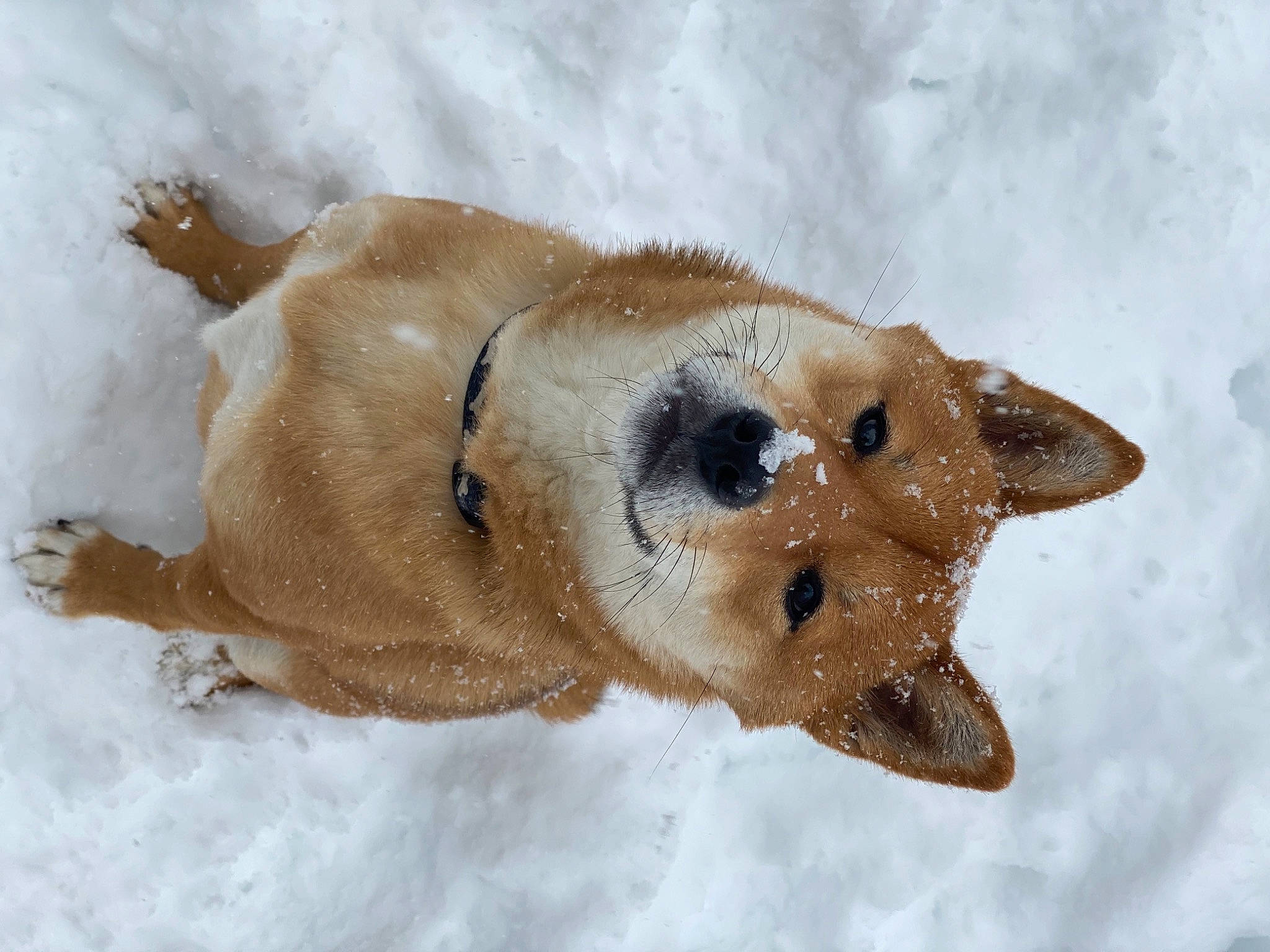 Simba is registered to the contest to win money with this photo: canidae, carnivore, companion_dog, dog, dog_breed, fawn, freezing, fur, jaw, paw, retriever, snout, snow, sporting_group, tail, terrestrial_animal, whiskers, wildlife, winter, working_animal