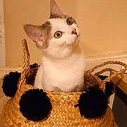 Yara a rejoint le concours — aidez-le/la à gagner de superbes lots ! cat, feline, pet, basket, woven_basket, pom_poms, indoor, beige_wall, wooden_floor, curious, alert, portrait, whiskers, ears, green_eyes, sitting, cozy, home, closeup, texture