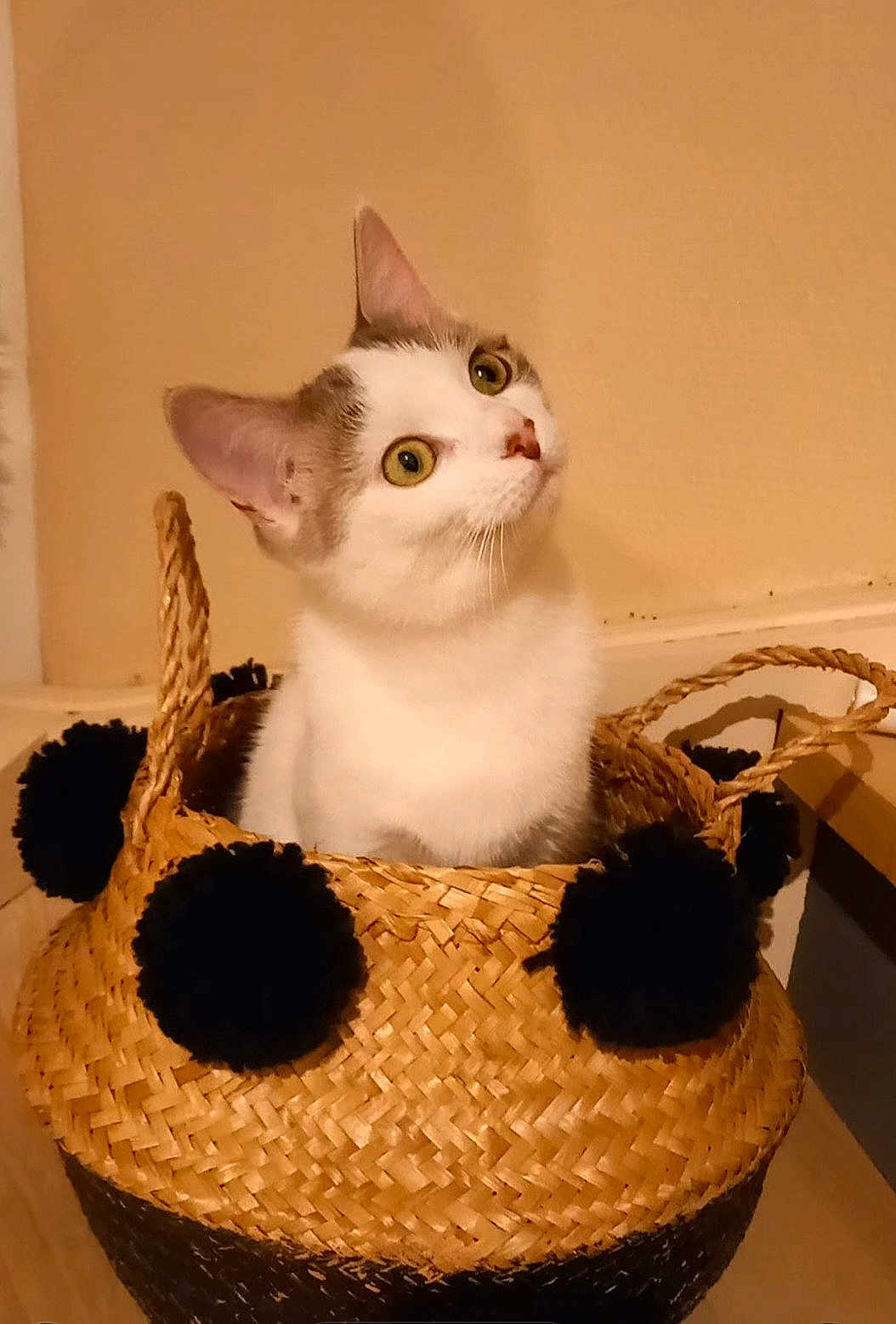 Yara a rejoint le concours — aidez-le/la à gagner de superbes lots ! cat, feline, pet, basket, woven_basket, pom_poms, indoor, beige_wall, wooden_floor, curious, alert, portrait, whiskers, ears, green_eyes, sitting, cozy, home, closeup, texture
