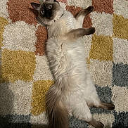 Khai is registered to the contest to win money with this photo: cat, fluffy, blue_eyes, lying_down, curious, indoor, rug, checkered_pattern, white_fur, brown_fur, tail, pet, animal, feline, soft_texture, relaxed, home, cozy, paws, whiskers