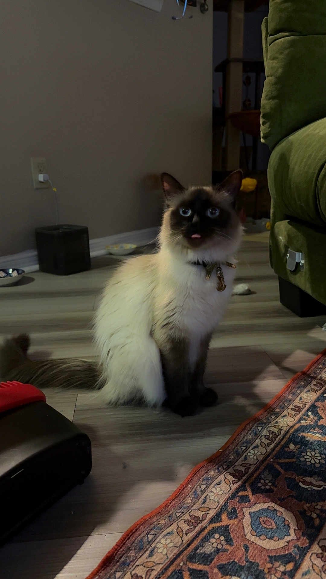 Khai is registered to the contest to win money with this photo: cat, siamese_cat, blue_eyes, tongue_out, sitting, floor, wooden_floor, rug, patterned_rug, couch, green_couch, collar, indoor, home, pet, furniture, domestic, animal, cute, fluffy
