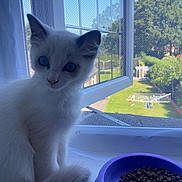 Sydney is registered to the contest to win money with this photo: kitten, cat, blue_eyes, white_fur, window, mesh_screen, cat_food, purple_bowl, windowsill, indoor, daylight, garden, greenery, outdoor_background, pet, curious, animal, small_cat, feline, young_cat