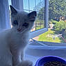 kitten, cat, blue_eyes, white_fur, window, mesh_screen, cat_food, purple_bowl, windowsill, indoor, daylight, garden, greenery, outdoor_background, pet, curious, animal, small_cat, feline, young_cat