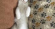 Sydney joined the competition — help win amazing prizes! kitten, cat, blue_eyes, fluffy, lying_down, couch, brown, pillow, paw_prints, relaxed, cute, pet, indoor, cozy, animal, whiskers, fur, small, domestic_cat, resting