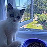 Sydney joined the competition — help win amazing prizes! kitten, cat, blue_eyes, window, windowsill, mesh_screen, purple_bowl, cat_food, indoor, outdoor, garden, grass, trees, sunny, pet, curious, animal, fur, closeup, daylight