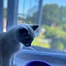 Sydney is registered to the contest to win money with this photo: kitten, cat, pet, food, bowl, window, windowsill, indoor, curious, animal, fur, white, black, blue, daylight, blurred_background, nature, young, domestic_cat, side_view
