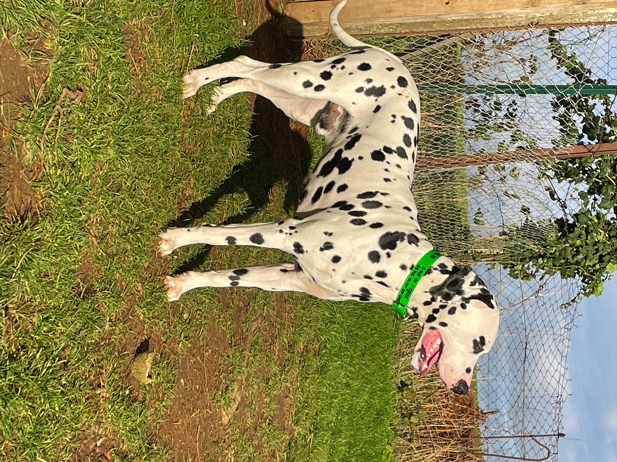Snow participe au concours pour gagner de l'argent avec cette photo : art, canidae, carnivore, chair, collar, companion_dog, dalmatian, dog, dog_breed, fawn, felidae, grass, pattern, plant, snout, sporting_group, tail, terrestrial_animal, toy, wildlife