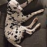 Snow participe au concours pour gagner de l'argent avec cette photo : art, carnivore, companion_dog, dalmatian, dog, dog_breed, fawn, felidae, giraffidae, jaguar, leopard, monochrome_photography, recreation, sculpture, small_to_medium_sized_cats, snout, terrestrial_animal, toy, trunk, working_animal