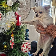 Marvin participe au concours pour gagner de l'argent avec cette photo : dog, white_dog, small_dog, hand, christmas_tree, christmas_ornaments, indoor, decorations, clock, window, curtains, holiday, festive, pine_tree, ball_ornament, stuffed_toy, red_ornament, greenery, person_hand, home