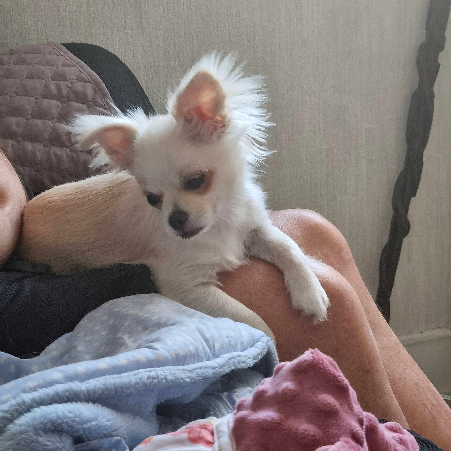 Marvin a rejoint le concours — aidez-le/la à gagner de superbes lots ! animal, bed, blanket, comfortable, cozy, cute, dog, ear, fluffy, fur, home, indoor, leg, person, puppy, relaxing, resting, small, soft, white