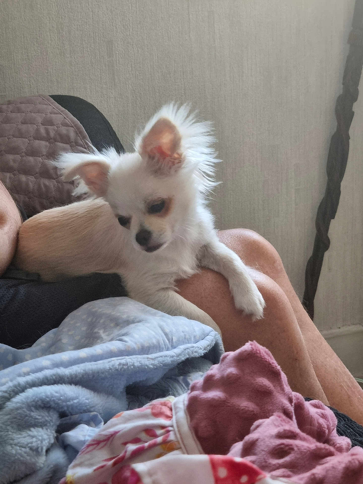 Marvin a rejoint le concours — aidez-le/la à gagner de superbes lots ! puppy, dog, white, fluffy, ear, leg, person, blanket, soft, cozy, indoor, relaxing, fur, cute, small, resting, home, comfortable, bed, animal