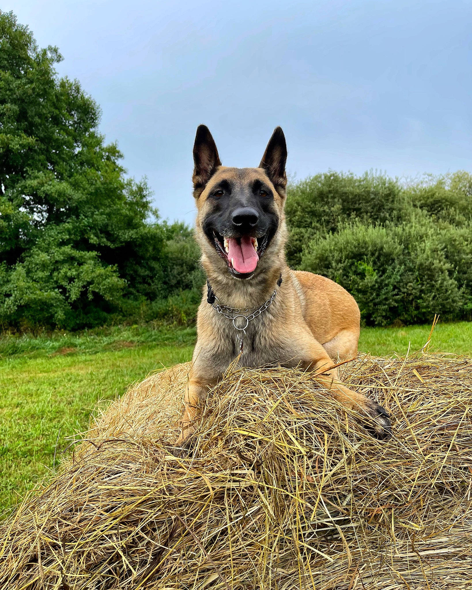Obala participe au concours pour gagner de l'argent avec cette photo : carnivore, companion_dog, dog, dog_breed, grass, grassland, hay, herding_dog, landscape, non_sporting_group, plant, sky, soil, sporting_group, terrestrial_animal, tree, working_animal, working_dog
