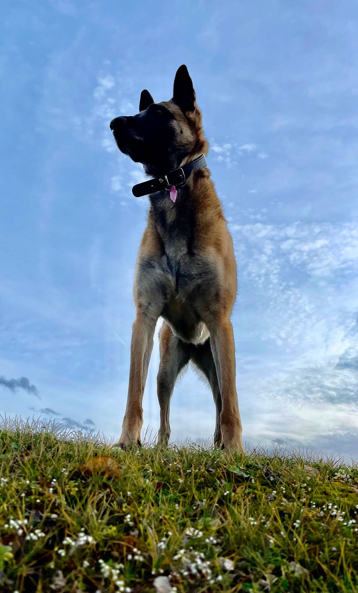 Obala participe au concours pour gagner de l'argent avec cette photo : canidae, carnivore, cloud, companion_dog, dog, dog_breed, fawn, german_shepherd_dog, grass, grassland, herding_dog, people_in_nature, plant, sky, snout, sporting_group, tail, terrestrial_animal, wildlife, working_animal