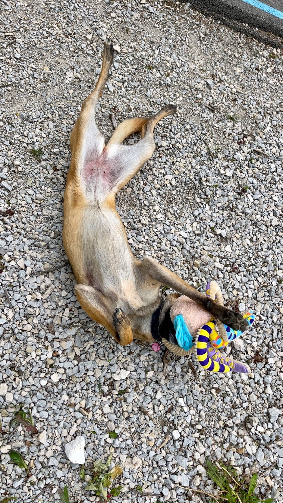 Obala a rejoint le concours — aidez-le/la à gagner de superbes lots ! asphalt, canidae, fawn, foot, human_leg, marsupial, road_surface, soil, tail, terrestrial_animal, wildlife