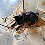 animal, black_dog, canine, carpentry, closeup, concrete_floor, construction, curious, dog, floor, indoor, lying_down, messy, pet, puppy, sawdust, tools, wood_shavings, workshop, young_dog