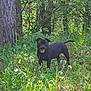 animal, black_dog, canine, daytime, dog, flora, forest, grass, greenery, happy, nature, outdoor, pet, plants, smiling, summer, sunlight, trees, wildflowers, woods