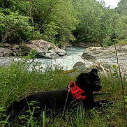 Boulette a rejoint le concours — aidez-le/la à gagner de superbes lots ! dog, black_dog, red_harness, grass, river, rocks, trees, nature, outdoor, water, stream, forest, canine, leash, relaxing, wildlife, scenery, landscape, animal, greenery