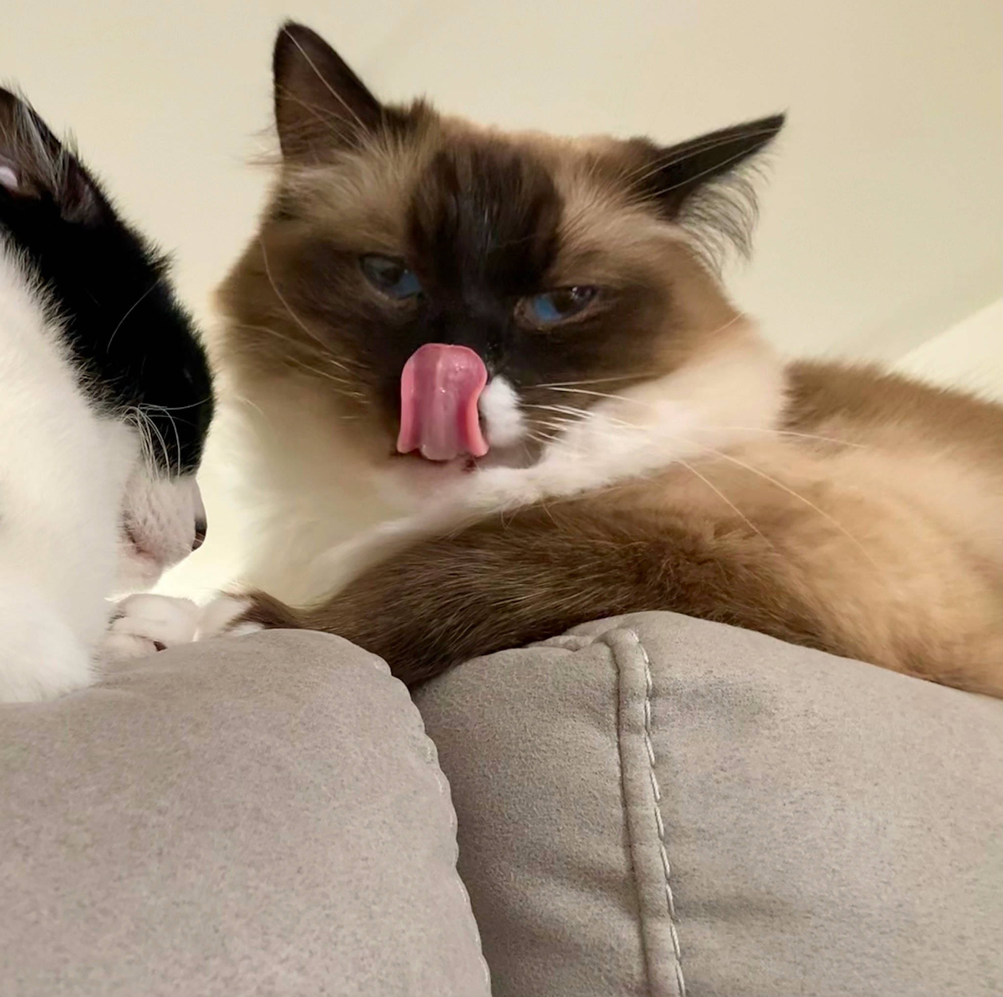 Pépito participe au concours pour gagner de l'argent avec cette photo : balinese, birman, carnivore, cat, cat_bed, claw, comfort, eye, fawn, felidae, fur, iris, nap, paw, siamese, small_to_medium_sized_cats, snout, tail, thai, whiskers