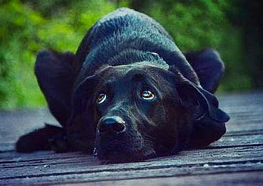 Sunny is registered to the contest to win money with this photo: borador, canidae, carnivore, companion_dog, dog, dog_breed, electric_blue, flooring, fur, grass, plant, sitting, snout, sporting_group, terrestrial_animal, tree, whiskers, wildlife, wood, working_animal