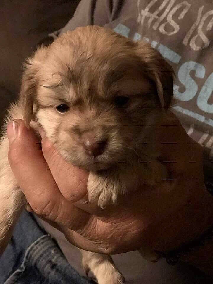 Amara is registered to the contest to win money with this photo: brown, canidae, carnivore, companion_dog, dog, dog_breed, fawn, fur, gesture, liver, maltepoo, non_sporting_group, pet_supply, puppy, skin, snout, toy_dog, working_animal, working_dog, wrinkle