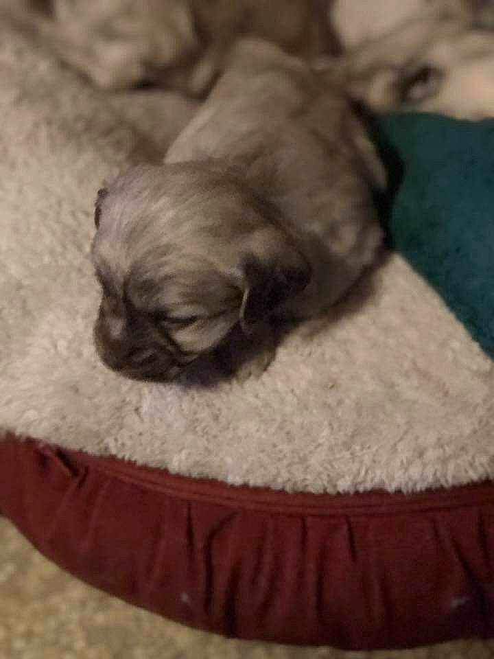 Amara is registered to the contest to win money with this photo: canidae, carnivore, companion_dog, dog, dog_bed, dog_breed, dog_supply, fawn, non_sporting_group, pet_supply, pug, puppy, snout, toy_dog, working_animal, working_dog, wrinkle