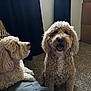 Nugget joined the competition — help win amazing prizes! animal, beige_dog, box, brown_dog, carpet, companion, couch, curly_fur, dog, fluffy, furniture, home, indoor, light, pet, pillow, relaxed, smiling, two_dogs, window_light